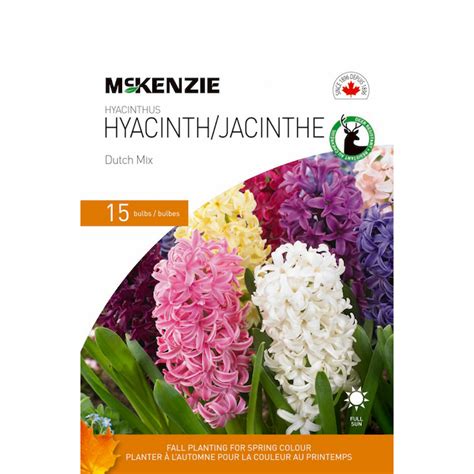 Bulbes de jacinthes de McKenzie mélange Dutch 15 16 cm paquet de 15