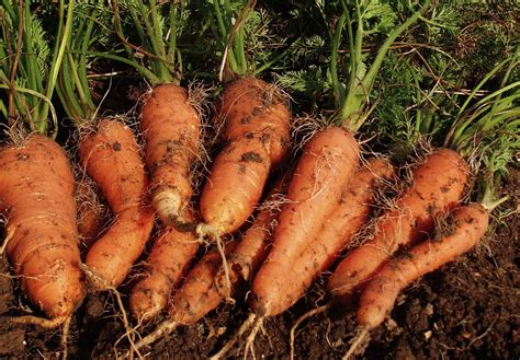 How To Grow Carrots For Beginners Herbidacious Carrots Growing