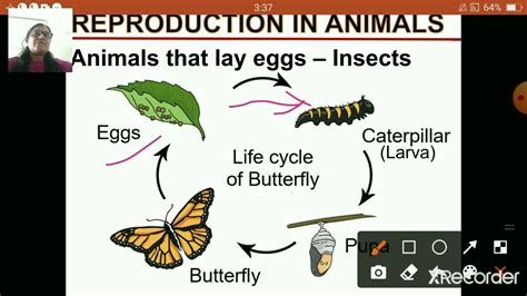 Class4gscchapter9reproductioninanimalspart527oct2020 Youtube