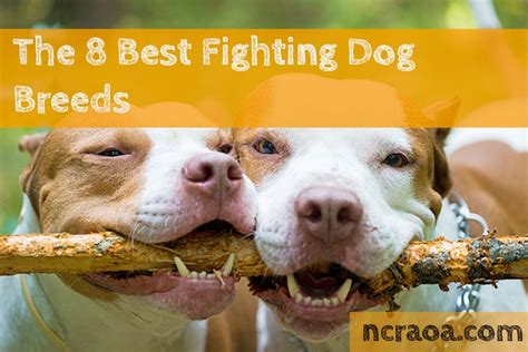The 8 Best Fighting Dog Breeds National Canine Research Association