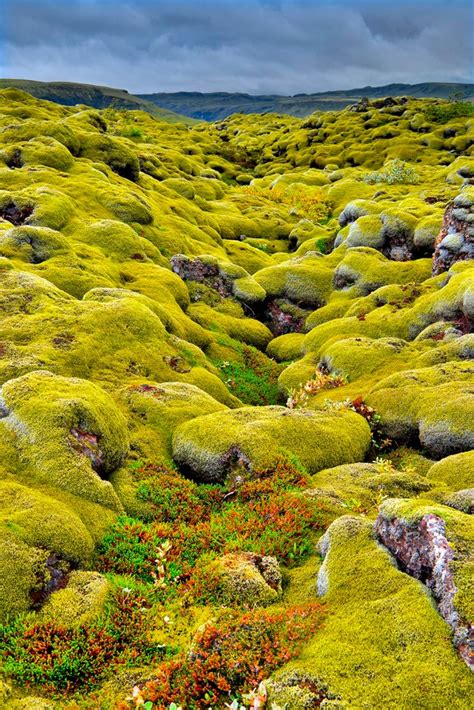 Moss Iceland By Johndelalande