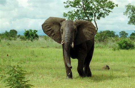 Fileafrican Bush Elephant Mikumi Wikimedia Commons