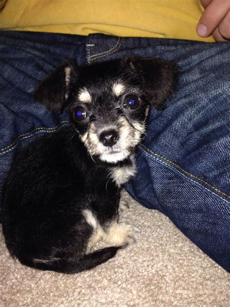 Rylee Chihuahuapoodle Mix Chi Poo Adorable Puppy We Love Her So