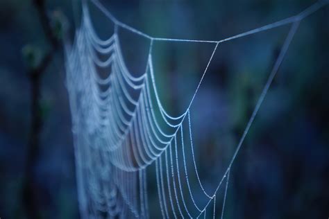 Spider Silk Key To New Bone Fixing Composite Uconn Today