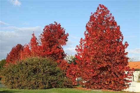 Der amberbaum, auch liquidambar styraciflua genannt, ist ein baum mit hohem zierwert, der jedem garten etwas besonderes gibt! Amberbaum - Pflanzen, pflegen & zurückschneiden ...
