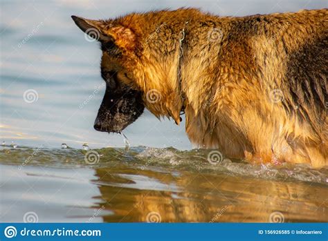 German Shepherd Playing In The Water Having Fun On The Italian Beaches