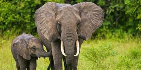 Apa Yang Anda Ketahui Tentang Gajah Sumatera Diskusi Sains Dictio