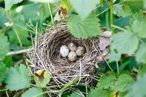 Garden Warbler Song Nest And Migration Plantura