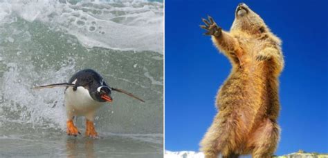 This Years Comedy Wildlife Photo Award Finalists Are Bloody Gold