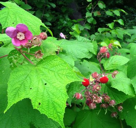 Buy raspberry plants and get the best deals at the lowest prices on ebay! Edible Wild: Purple Flowering Raspberries | Raspberry ...