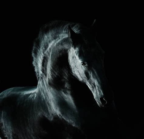 Night Horse Prettyhorse Photography Belgium Night Horse Horses