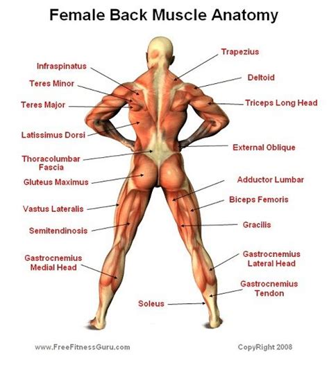 Copyright © 2008 physical therapy working for you. Simple Human Muscle Chart | humananatomybody.info | Muscle anatomy, Female back muscles, Muscle ...