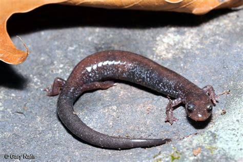 Shenandoah Mountain Salamander Plethodon Virginia