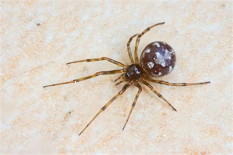 19 Spiders Found In Ohio With Pictures Pet Keen