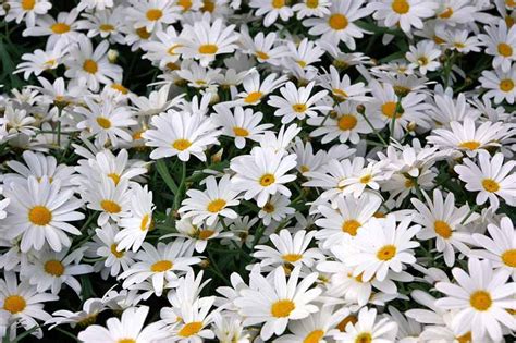 How To Grow And Care For Shasta Daisies Looprevil Press