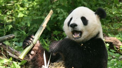Human Made Noise May Interfere With Panda Sex Mental Floss