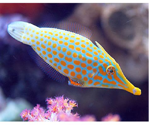 Orange Spot Fish