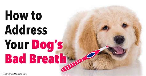 Bad Doggy Breath