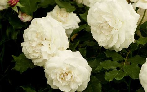 Summer beach bush of rose hip with flowers petal and green grass on white sand blue sky and sea nature landscape. The 14 best pure and beautiful white rose varieties