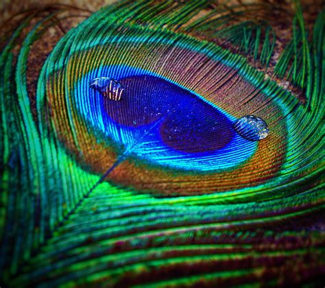 4k Free Download Peacock Feather Creative Feathers Latest Peacock Peacocks Graphy Real