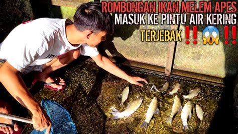 Mengejutkan Temukan Rombongan Ikan Nilem Sirip Merah Terjebak Di