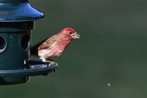 The 10 Most Common Backyard Birds In Southern California Chirp Nature