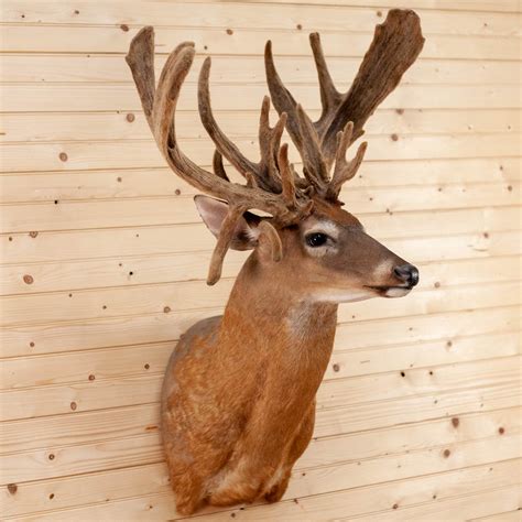 Premier Palmated 225 28 Whitetail Buck Deer In Velvet Taxidermy Shou