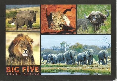 My Postcard Page South Africa The Big Five