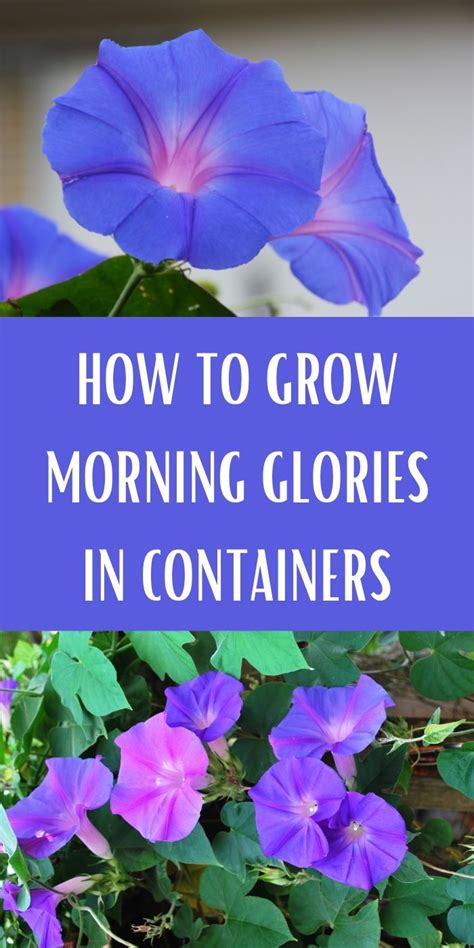 How To Grow Morning Glories In Containers Morning Glory Plant