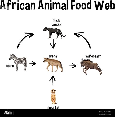 African Animal Food Web for education illustration Stock Vector Image