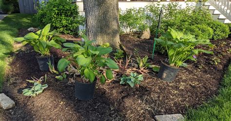 Guacamole Hostas Placement Front And Backyard June 2020