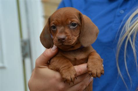Pups have been wormed, vaccinated, vet checked and microchipped. Dachshund puppies for sale. | Peterborough, Cambridgeshire ...
