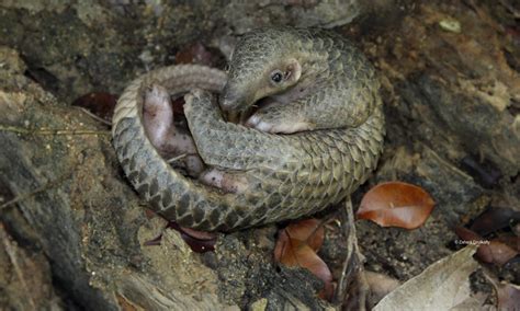 Pangolins are in high demand in countries like china and vietnam. Pangolins set new world record… but no one is celebrating