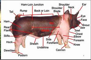 External Anatomy Of Swine Diagram Quizlet