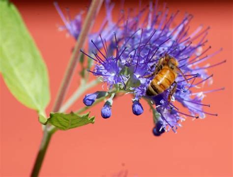 Late Summer Flowering Shrubs 10 Best Bloomers