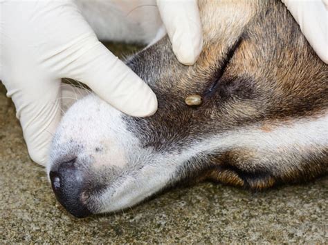 Ticks On Dogs 5 Unsuspecting Places Your Dog Is Exposed