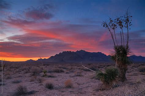 Desert Sunrise In New Mexico By Tamara Pruessner Stocksy United