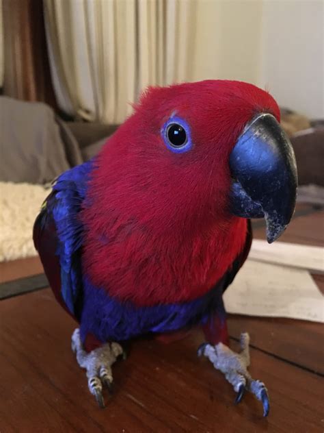 We are wishing that the best of everyone shines the amazing staff and i are keeping the stores sanitized, wiping down all surfaces hourly, wearing facial. Lost Bird (Los Angeles, California) - Kiwi