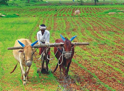 Farmer Field Cows Farming Farm Ploughing Cattle India