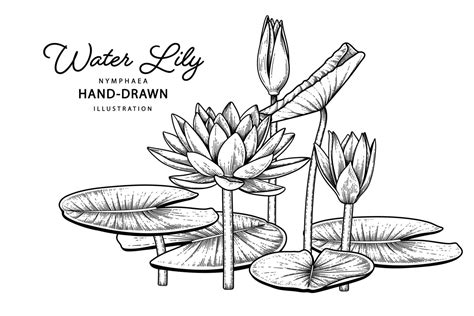 Water Lily Flower Hand Drawn Sketch Botanical Illustrations Vector