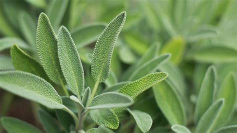 Growing Sage Your Guide To Planting And Growing A Sage Plant Gilmour