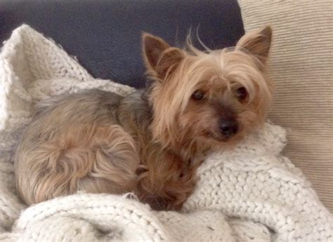 Ben 13 Year Old Male Yorkshire Terrier Dog For Adoption