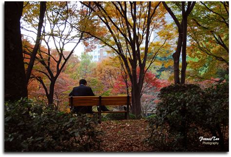 Wallpaper Japan Forest Fall Park Branch Bench Foliage Tokyo