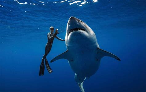 This Diver Came Face To Face With A 20ft Long Great White Shark Then