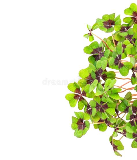 Green Four Leaf Clover Stock Photo Image Of Botanical 21054418
