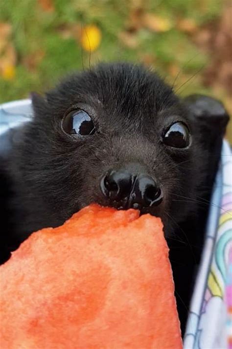 the cutest bat contest here are the winners