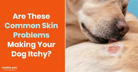 Are These Common Skin Problems Making Your Dog Itchy