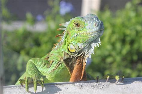 Important New Update On The Miami Lizard Situation Anole Annals