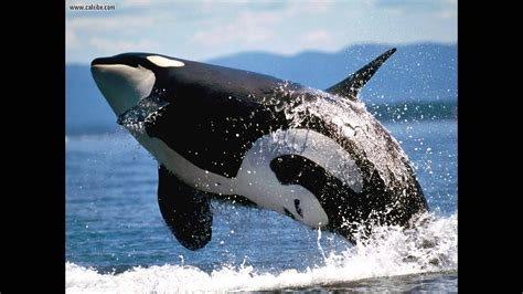 Awesome Hd Killer Whales Orcas Youtube