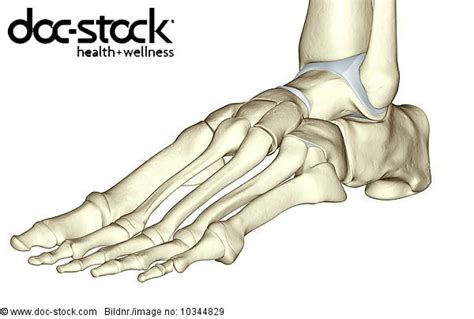 An Anterolateral View Left Side Of The Bones Of The Foot Royalty